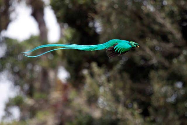 Quetzal flying through the Monteverde Cloud Forest