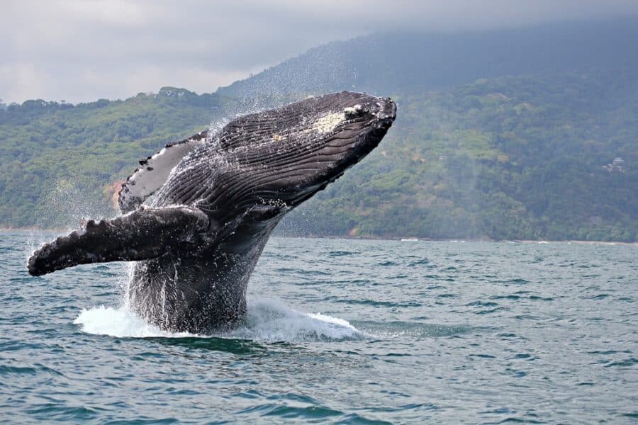 Humpback whale watching with Costa Rica Sun Tours