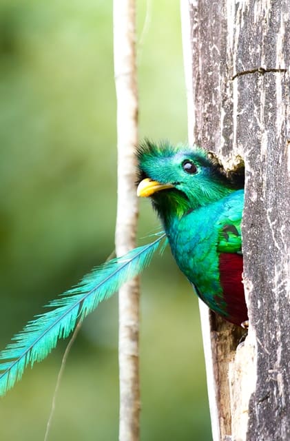 Quetzal National Park and Monteverde Reserve