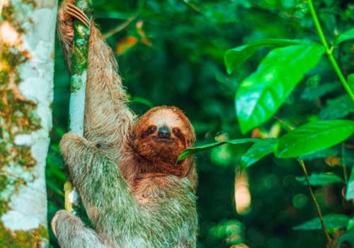 Arenal, Mariolas Trails