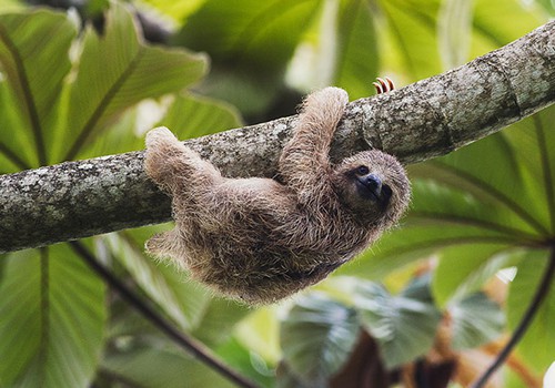Sloth Territory