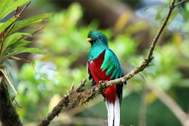 Costa Rica Birding and Birdwatching