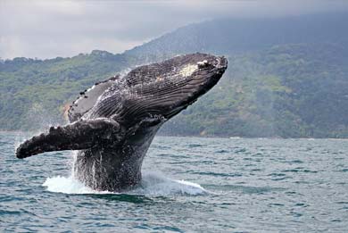 Costa Rica Whale Watching